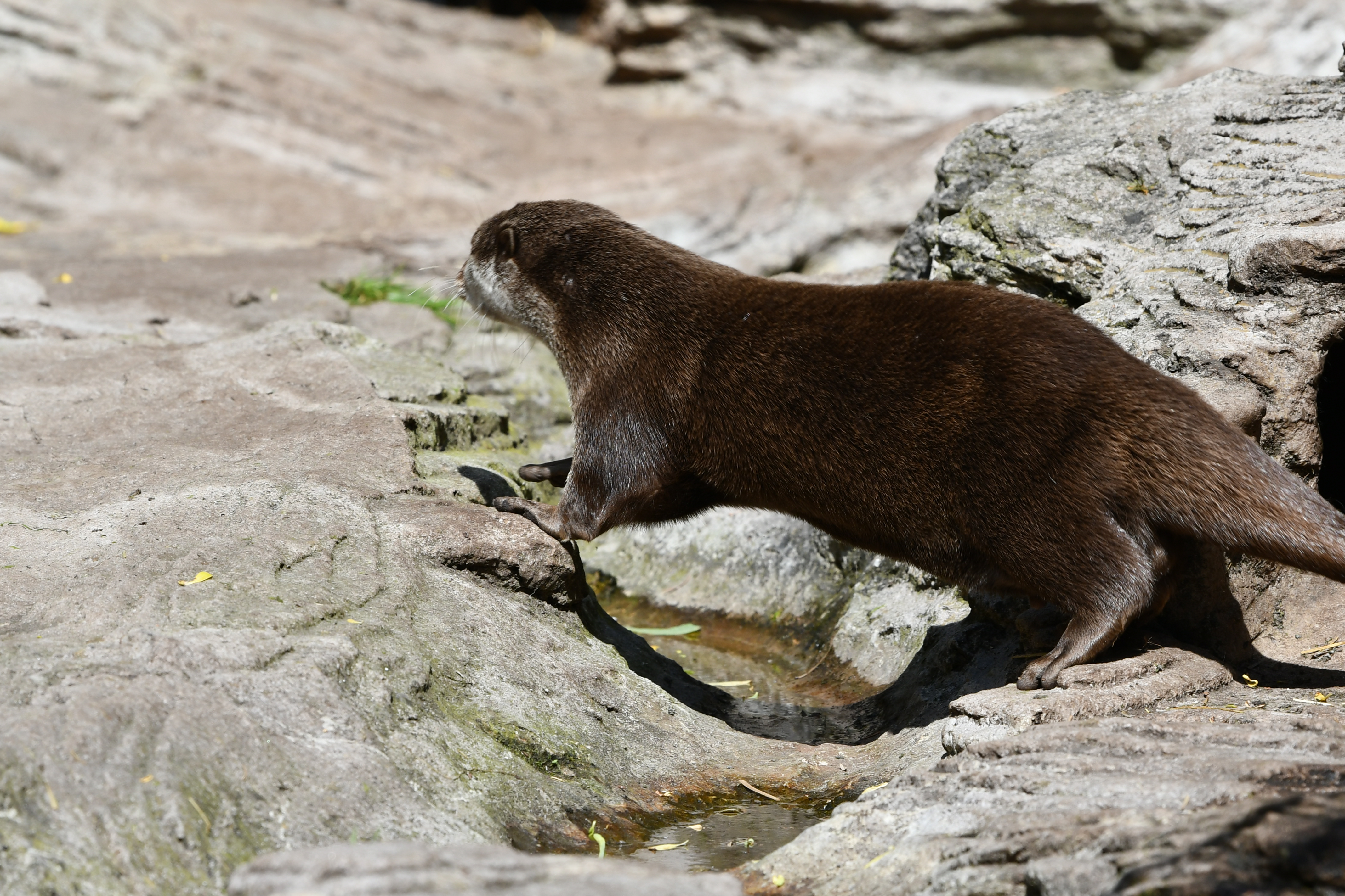 Wandering Through Copenhagen Zoo: A Day Through My Lens