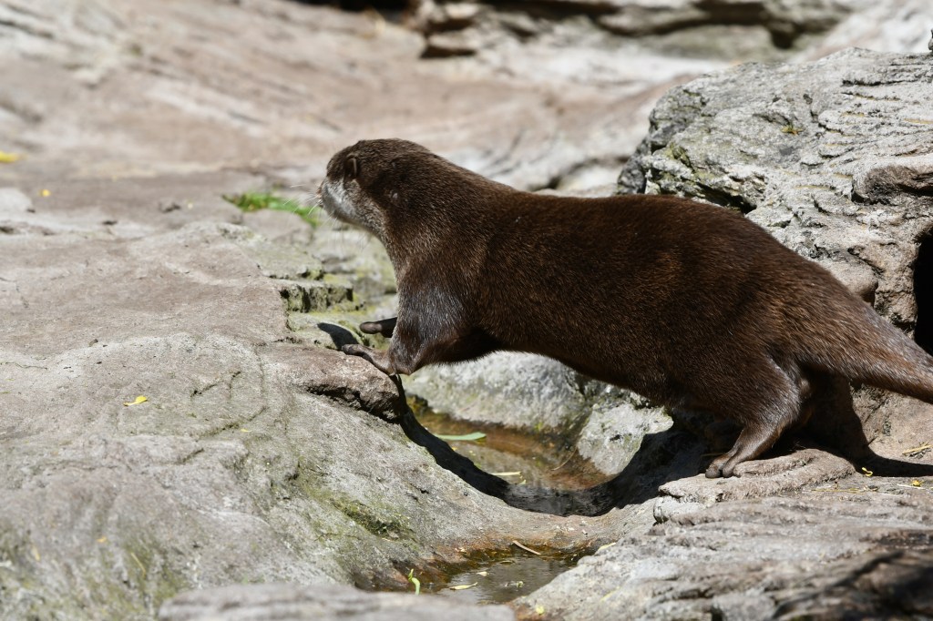 Wandering Through Copenhagen Zoo: A Day Through My&nbsp;Lens