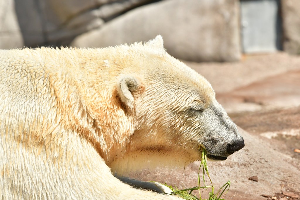 A Wild Calling: My Life Between Orøstrand’s Petting Zoo, the Lens, and the Zookeeper’s&nbsp;Mindset