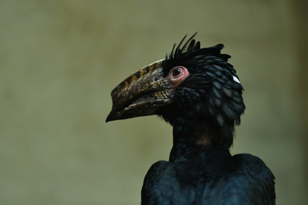 🐾 A Photographer’s Wild Day at Copenhagen Zoo – From Sunrise to Shutter&nbsp;Clicks