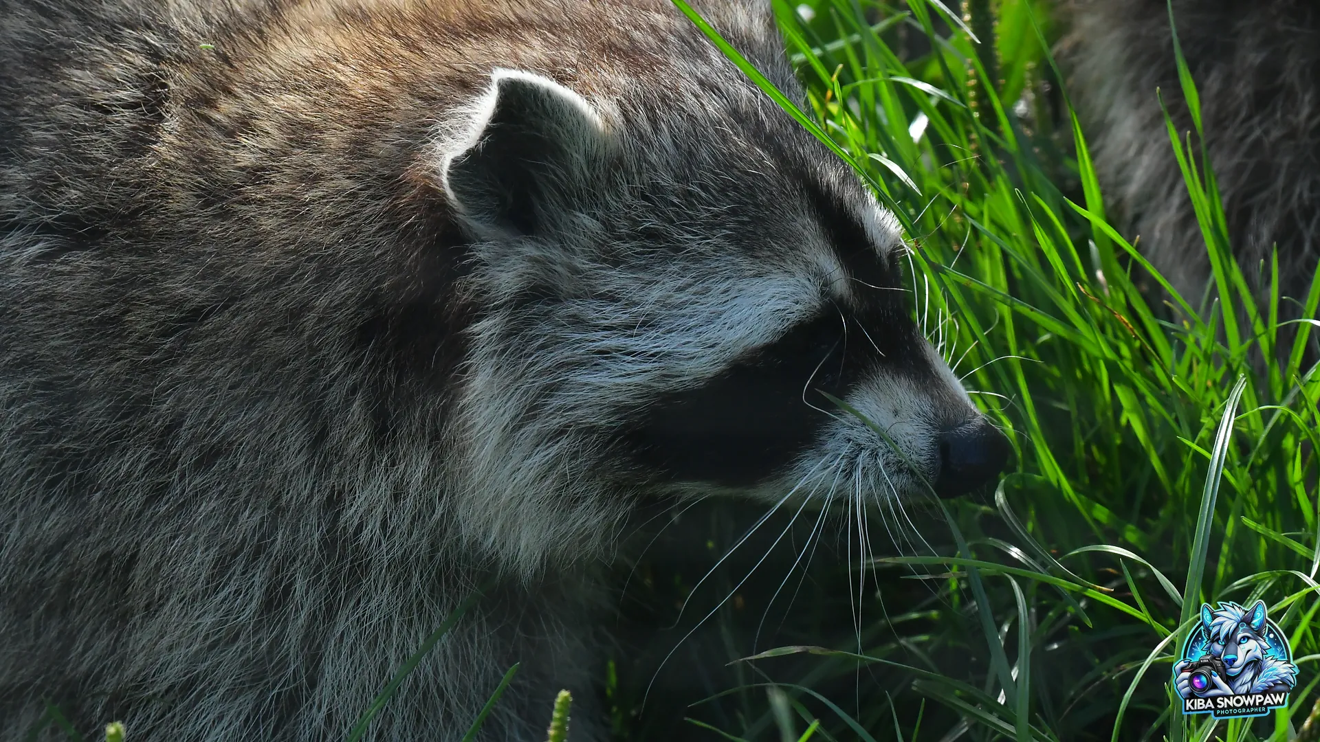 Orøstrand Animal Park – A Fight That’s Also My Life Story